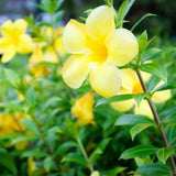 4 Dwarf Allamanda Live Plants, Ornamental Flower Vine, 4-7 Inch Tall