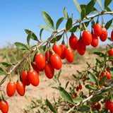 Red Goji Berry Plant Live, Goji Berry Bush, 4-6 Inch Tall