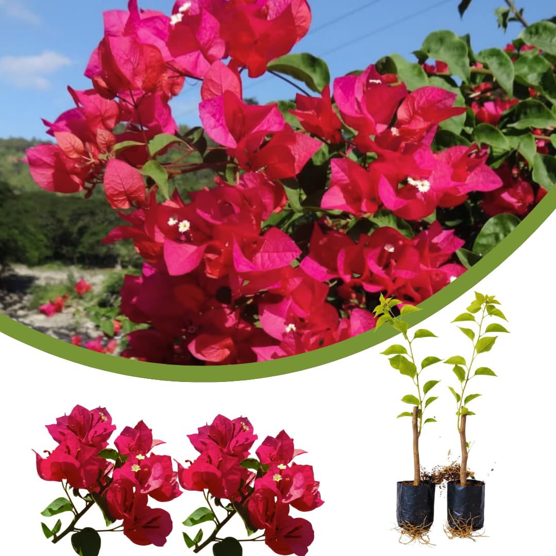 2 Magenta Red Bougainvillea Plants Live, Garden Plant, 5-7 Inch Tall