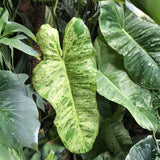 Variegated Philodendron Live Plant 4-6 Inches, Easy Care Indoor Houseplant for Home and Office, Tropical Foliage Philodendron