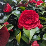 Red Camellia Japonica Plant Live, 6-10 Inch Tall, 4 Inch Pot