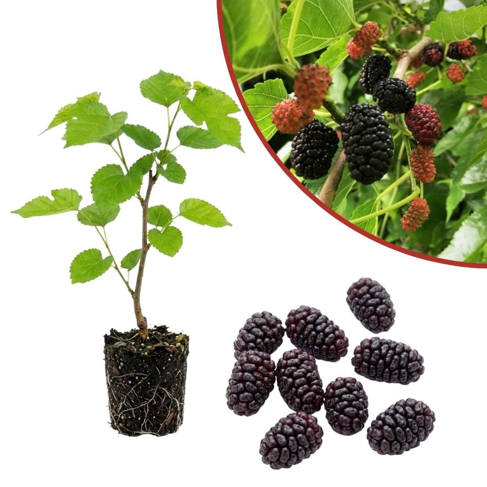 Dwarf Everbearing Mulberry Fruit Plant Live 6-8 Inches Tall