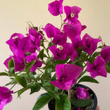 2 Dark Purple Bougainvillea Plants Live, Home Garden Plant, 4-6 Inch Tall