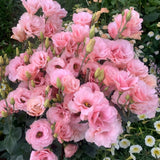 Light Pink Lisianthus Plant, Eustoma Lisianthus Flowers in Plug, 3-5'' Tall