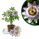 Blue Passion Flower Plant Live, Passiflora Garden Vine, 4-6 Inch Tall