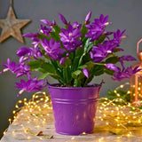 Random Thanksgiving Cactus Live Plant, Indoor Houseplant, 5-9 Inch Tall