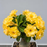 Yellow Desert Rose Live Plant 4-7 Inches Tall