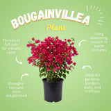 2 Karst Bougainvillea Live Plants, Well-Rooted Starter Plant, 4-6 Inch Tall