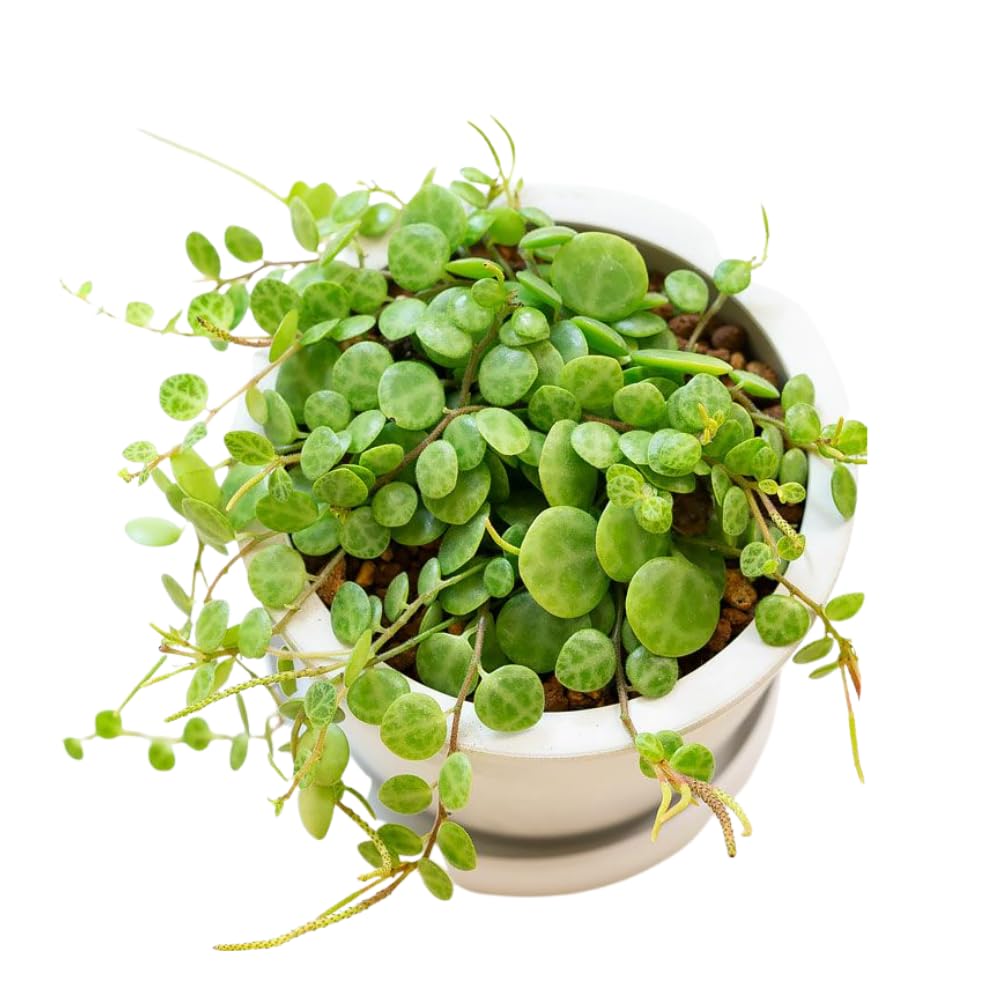 Trailing String of Turtles Live Plant, Succulent Houseplant, 2 Inch Pot