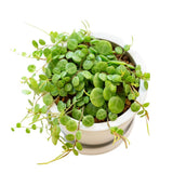 Trailing String of Turtles Live Plant, Succulent Houseplant, 2 Inch Pot