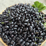 Black Plum Tree Plant Live, Outdoor Garden Fruit Tree, 4 Inch Pot