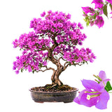 Purple Bougainvillea Plant Live, Patio Flower Vine, 4-6 Inch Tall, 4" Pot