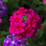 3 Pink Verbena Plants Live