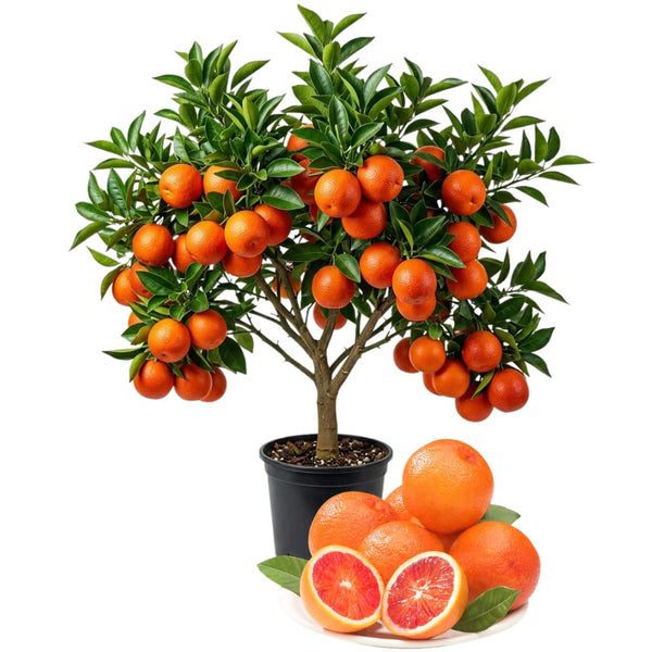 Red Navel Orange Plant Live, Air-Layered Orange Bush Citrus, 1-2 Ft Tall