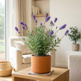 2 Provence Lavender Plants Live, Herb Plant, 4-6 Inch Tall