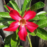 Red Desert Rose Live Plant, Adenium Bushes, 4-6 Inch Tall