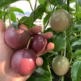 Set 2 High-yielding Passion Fruit Plants Live, Fast-Growing Passionfruit Vine Live Plants Tree for Full Sun Growing, Summer Planting, 4-7 Inches, No Pot, Hardy Tropical Trellis Planting