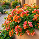 2 Orange Bougainvillea Live Plants, Long Blooming Vine, 4-9 Inch Tall