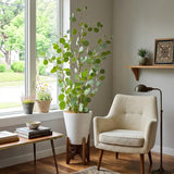 Silver Eucalyptus Tree Live Plant, Indoor Outdoor Tree, 3-6 Inch Tall