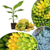 Mysore Banana Live Plant, Live Starter Plant, 4-6 Inch Tall