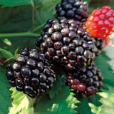 2 Sweet Black Berry Plants, Blackberries Bush, 4-6 Inch Tall