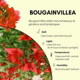 Red Bougainvillea Live Plant, Flowering Vine, 6-8 Inch Tall, 4 Inch Pot