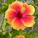 4 Red Yellow Hibiscus Live Plants, Hibiscus Flower, Patio Container Plant, 4-8 Inch Tall