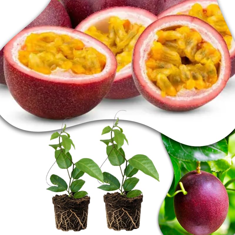 Set 2 Red Passion Fruit Plants Live, Fast-Growing Passionfruit Vine Live Plants Tree for Full Sun Growing, Summer Planting, 4-7 Inches, No Pot, Hardy Tropical Trellis Planting