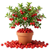 Barbados Cherry Live Plant, Home Orchard Tree, 4-6 Inch Tall