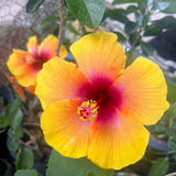 4 Red Yellow Hibiscus Live Plants, Hibiscus Flower, Patio Container Plant, 4-8 Inch Tall