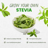 2 Sweet Stevia Plants Live, Outdoor Garden Plant, 4-6 Inch Tall