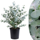 Silver Eucalyptus Tree Live Plant, Indoor Outdoor Tree, 3-6 Inch Tall
