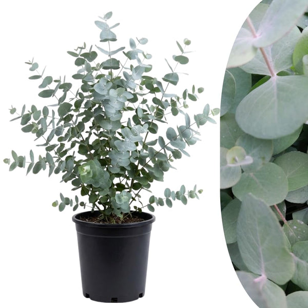 Silver Eucalyptus Tree Live Plant, Indoor Outdoor Tree, 3-6 Inch Tall