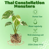 Thai Constellation Monstera Live Plant, 4-6 Inch Tall, Rare Indoor Plant