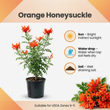 Orange Honeysuckle Plant Live, Flower Vine, 6-12 Inch Tall, 4" Pot
