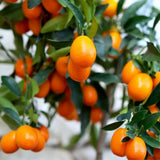 Kumquat Tree, 1-2 Feet Tall