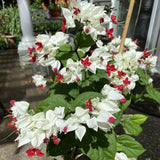 Set 3 White Bleeding Heart Plants Live 4-6 Inch Tall