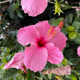 4 Pink Hibiscus Live Plants, Hibiscus Flower, Patio Container Plant, 4-8 Inch Tall
