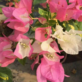 Set 2 Coconut Ice Bougainvillea Live Plant 5-7 Inch Tall