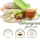 3 Lemongrass Live Plants, Home Garden Plant, 4-6 Inch Tall