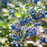 2 Legacy Blueberry Live Plants, Indoor Outdoor Plant, 4-7 Inch Tall