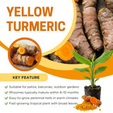 2 Turmeric Live Plants, 4-6 Inch Tall