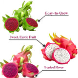 Set 3 Baby Dragon Fruit Plants Live, Dragonfruit Tree Hardy Tropical Vine for Outdoor Garden, Patio, or Container Planting, No Pot