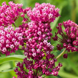 2 Pink Milkweed Live Plants, Patio Container Plant, 4-6 Inch Tall