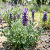 Light Purple Lavender Plant Live, Purple Blooms Flower, 4-6 Inch Tall