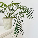 Tortum Philodendron Live Plant 4-6 Inches, Easy Care Indoor Houseplant for Home and Office, Tropical Foliage Philodendron
