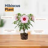 Pack 2 Red Pink Hibiscus Plant Live 5-7 Inch Tall