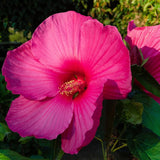4 Pink Hibiscus Live Plants, Flower Plant, 4-8 Inch Tall