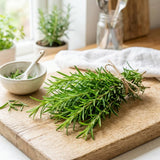 Live Rosemary Plant, Fragrant Culinary Herb Plant, 4-7 Inch Tall