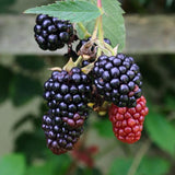 2 Chester BlackBerry Bushes Live Plants, Fruit Plant, 4-7 Inch Tall